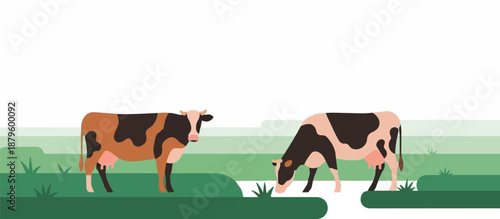 Two cows, one looking forward and another grazing, in a simple green field under a white sky