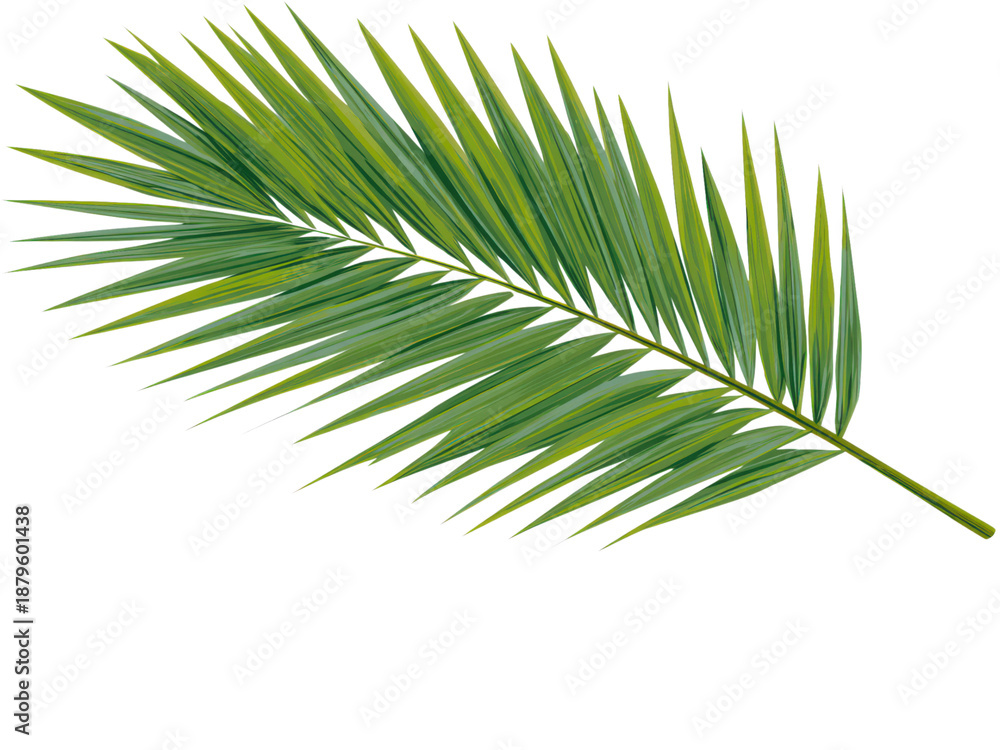 Obraz premium A leafy green palm tree branch