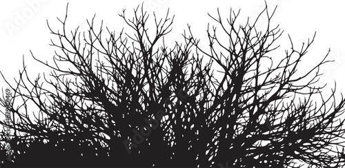 Bare tree branches against a white background silhouette