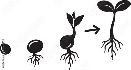 Growth stages of a plant from seed to sprout