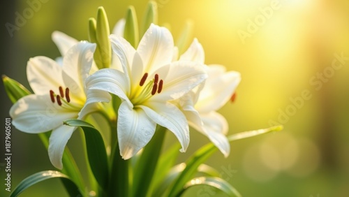Pure white Easter lilies bouquet with morning dew droplets, soft golden sunrise light, green stems leaves, resurrection flower symbol, spring rebirth, religious purity