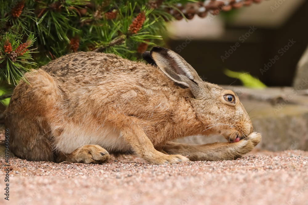 Fototapeta premium A European hare rests and licks its toes after eating hay in a cemetery. Lepus europaeus is one of the largest species of hare. Hares are herbivores and feed mainly on grasses and herbs.