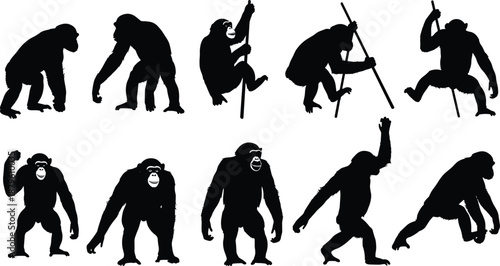 Chimpanzee and ape silhouettes set in different poses, wild primate evolution concept isolated white background