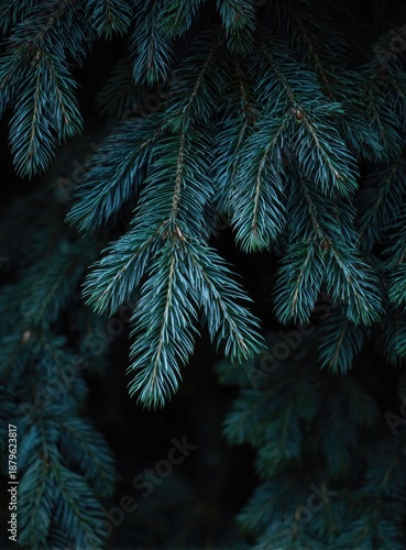 Close-up of evergreen needles with a moody dark aesthetic