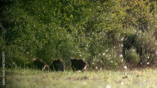 Two Wild boars in alert in a plain returning to the forest while trotting in the morning. Sus scrofa, Sologne, Loiret 45, région Centre Val de Loire, France, European Union, Europe