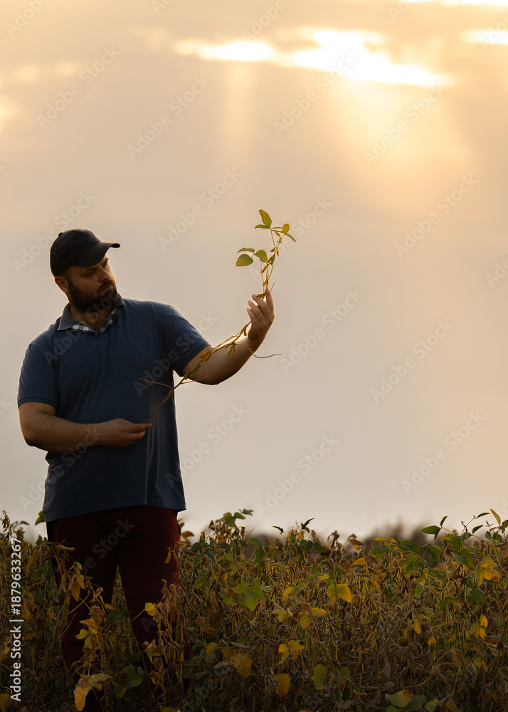 Obraz premium A farmer inspects soybeans before harvest