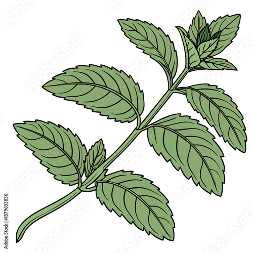 Mint Plant Branch with Fresh Green Leaves Vector Illustration