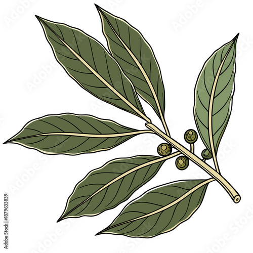 Bay Laurel Branch with Leaves and Berries Vector Illustration