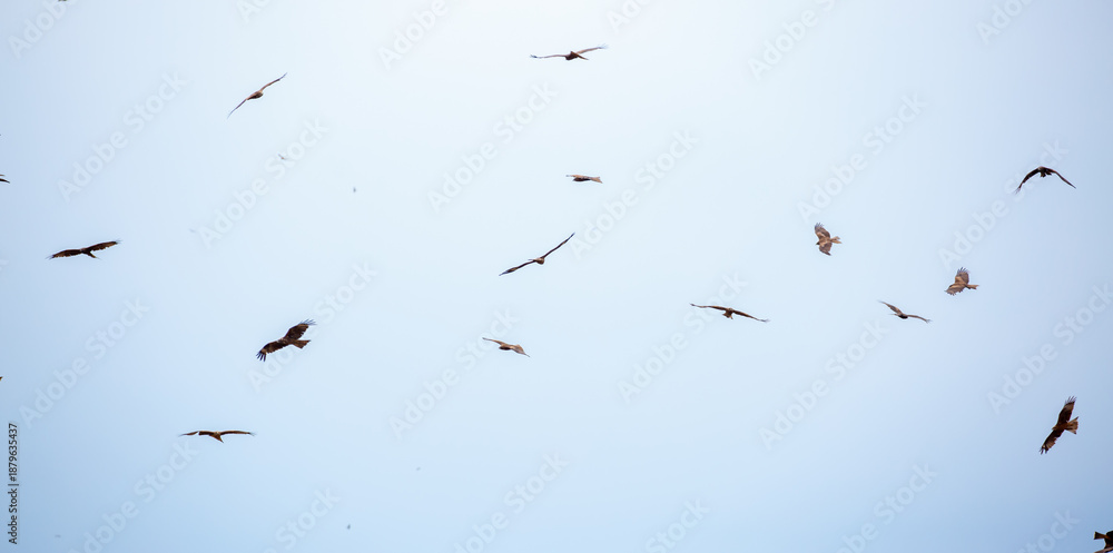 Obraz premium A flock of eagles flies to fnb. Golden eagles in free flight. Wild birds of prey gathered in a flock and fly above the ground.