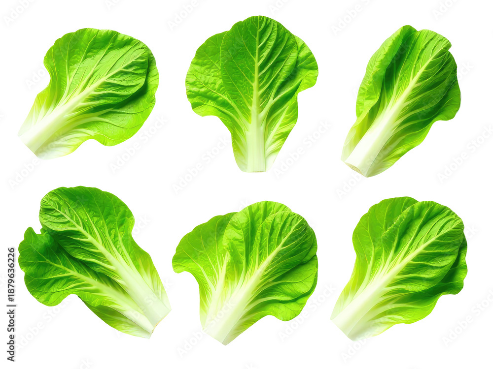 Fototapeta premium A set of four crisp lettuce leaves on a clean white background, ideal for food or health related concepts