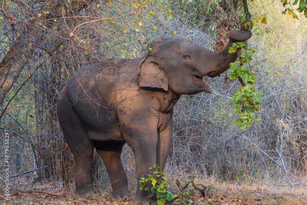 Obraz premium Indian elephant in the wild