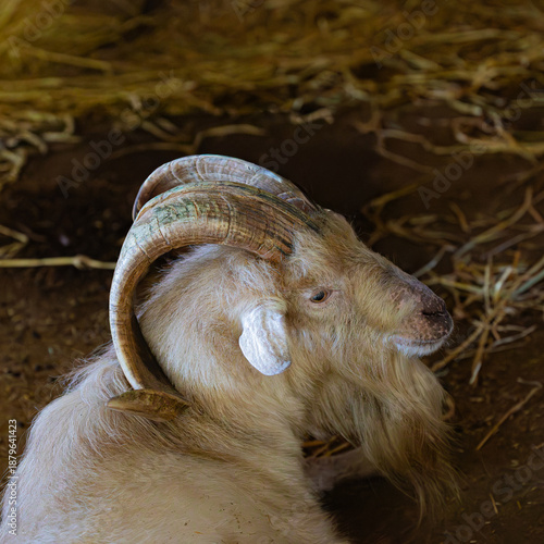 close up of a goat in the farm