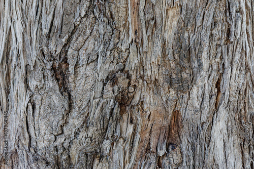 bark of a tree close up