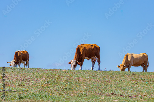 three cows in a field	
