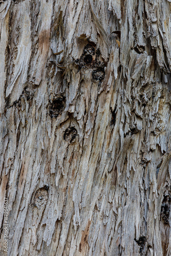  bark of a tree close up