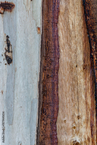  bark of a tree close up