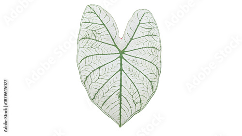 Caladium leaves on a white background.