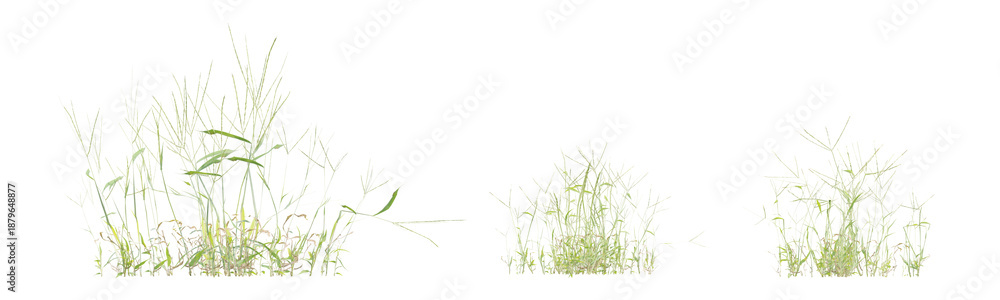 Fototapeta premium 3D Render of Digitaria Sanguinalis Grass Plant with Delicate Green Blades on Transparent Background