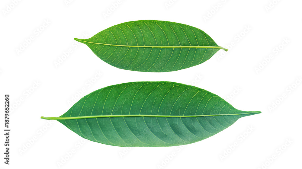 Obraz premium Green mango leaves on a white background.