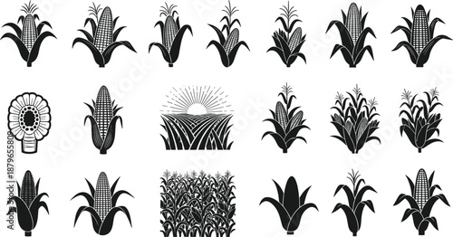 Corn and maize plant illustration set, agricultural crop silhouettes, black and white farm icons, harvest field elements, vintage rural vector collection