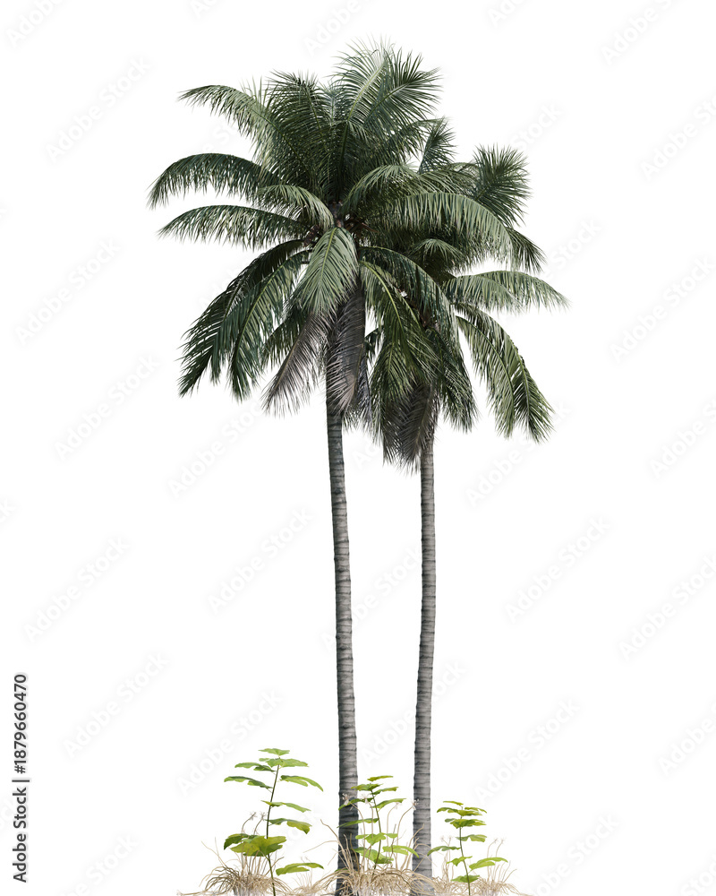 Fototapeta premium Twin Palm 3d Trees with Lush Green Foliage Against a Transparent Background for Tropical Scenery
