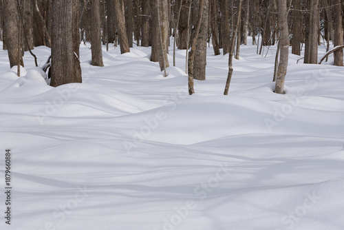 北海道　真冬の原生林