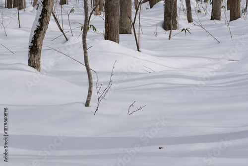 北海道　真冬の原生林