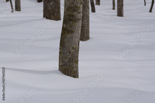 北海道　真冬の原生林