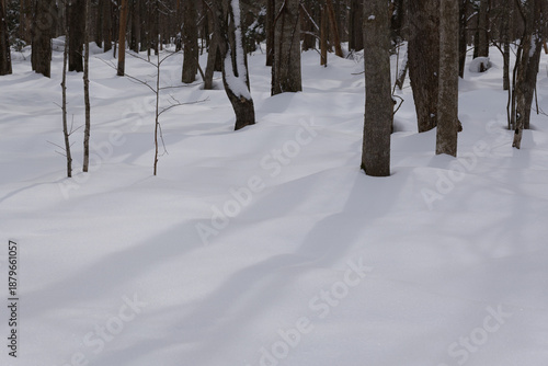 北海道　真冬の原生林
