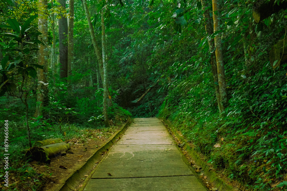 Obraz premium path in the forest