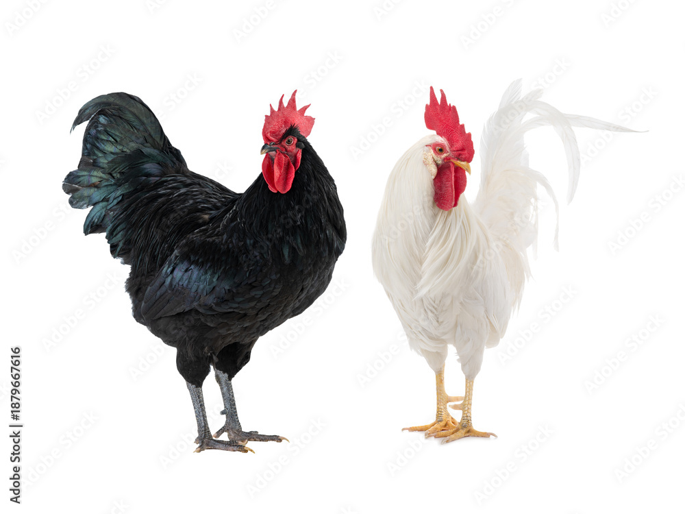 Fototapeta premium White cockerel and black cockerel isolated on a white background.