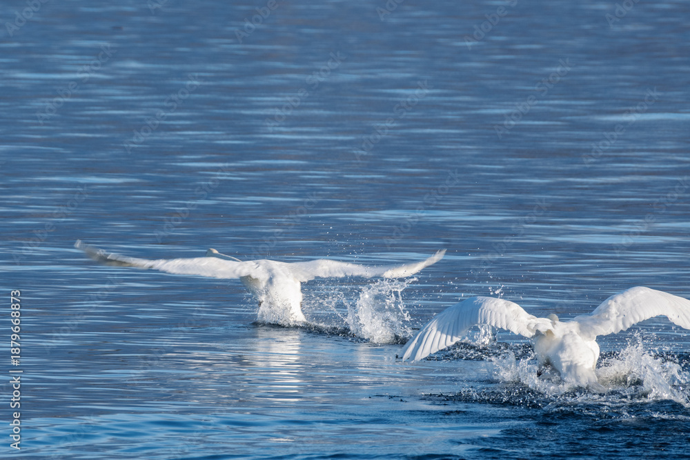 Naklejka premium Conflit Territorial Entre Deux Cygnes Tuberculés sur l'Eau