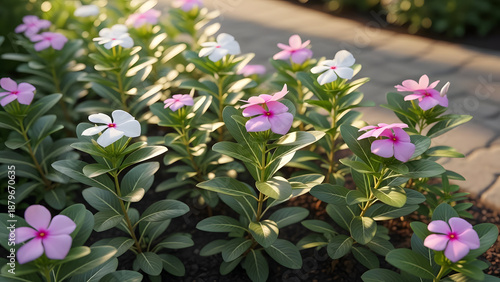 “A lush garden scene with Madagascar periwinkle (Catharanthus roseus) plants growing in natural soil, featuring glossy dark-green oval leaves and delicate five-petaled flowers in soft white and light
