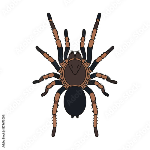 Black and Orange Spider Illustration on White Background
