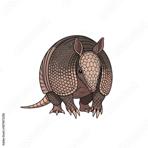 Detailed Illustration of an Armadillo with Protective Shell and Sharp Claws