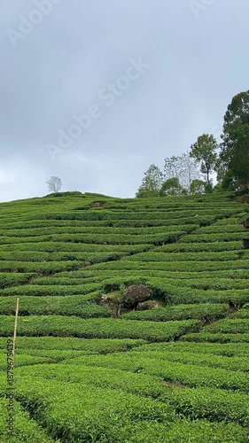 Serene Morning View of Lush Green Terraced Tea Plantations Under Cloudy Sky