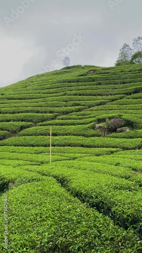Serene Morning View of Lush Green Terraced Tea Plantations Under Cloudy Sky