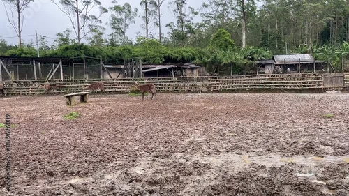 Deer Standing in a Muddy Enclosure at a Wildlife Conservation Park Under Cloudy Skies