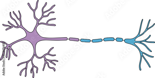Human Neuron Nerve Cell Diagram Vector