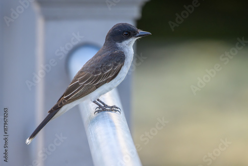Fotografie Eastern kingbird perched on a metal railing, showing dark gray plumage and white underside against a soft blurred background, captured in natural outdoor light