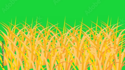 The yellow grassland is swaying in the wind animation video with green screen