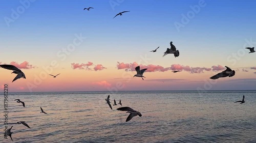 Seagulls flying active over ocean at colorful tropical sunset