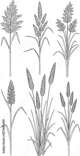Six Botanical Grass Illustrations Hand Drawn Set