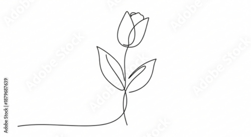 One line drawing tulip flower
Tulip flower continuous one line drawing
Minimalist tulip line art illustration