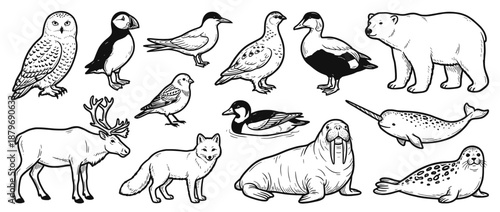 Hand drawn wild animals and birds illustration set in black and white line art style. Forest and arctic animals sketches for education, posters, books, prints, kids design and nature projects.