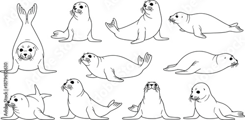 Seal posture icon set, black and white marine animal vector illustration, editable design, isolated aquatic wildlife behavior symbols