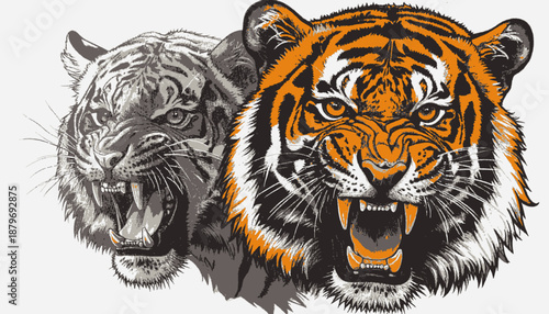 A striking artistic rendering of two snarling big cats, one in grayscale and the other in vibrant colors