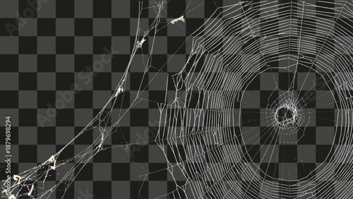 Spider Web Radial Orb Natural Cobweb Detail White Translucent Filaments Isolated Element