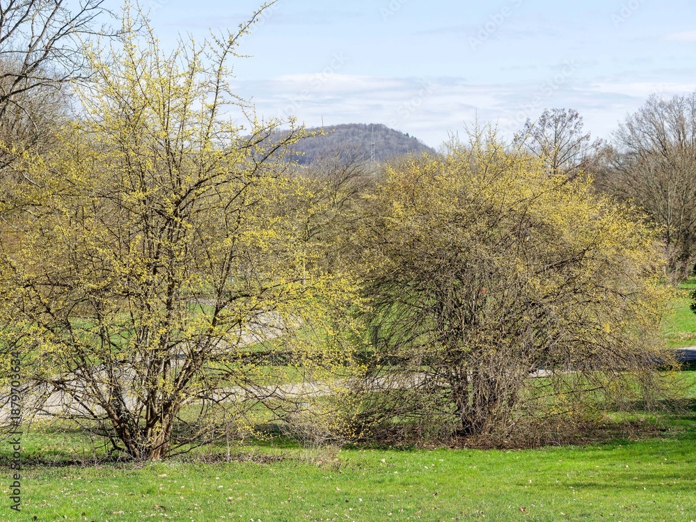 Fototapeta premium (Cornus mas) Vibrant beauty of Cornelian cherry dogwoods adorned with yellow flowers in numerous clusters, standing majestically in a city park