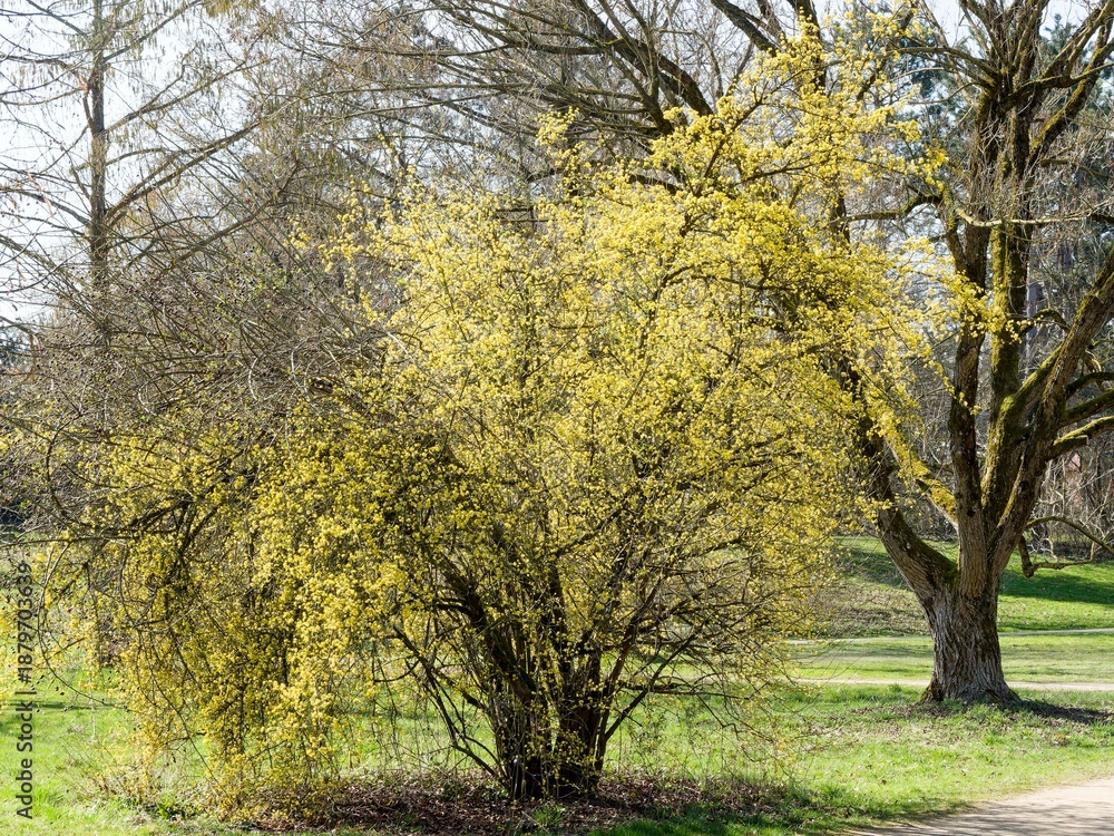 Fototapeta premium Elegant tree of Cornelian cherry dogwood (Cornus mas) with splendid yellow spring blossoms, ideal as an ornamental tree in a city park 